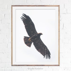 Golden Eagle Print, Eagle Fine Art Photography, Bird Lover Gift Idea, Wild Eagle, Eagle in Flight, Eagle Wall Decor, Golden Eagle Wings