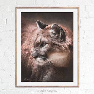 May include: A close-up portrait of a brown and white cougar with a soft, blurred background. The cougar's head is turned to the side, and its green eyes are looking off to the side. The cougar's fur is soft and fluffy, and its whiskers are visible.