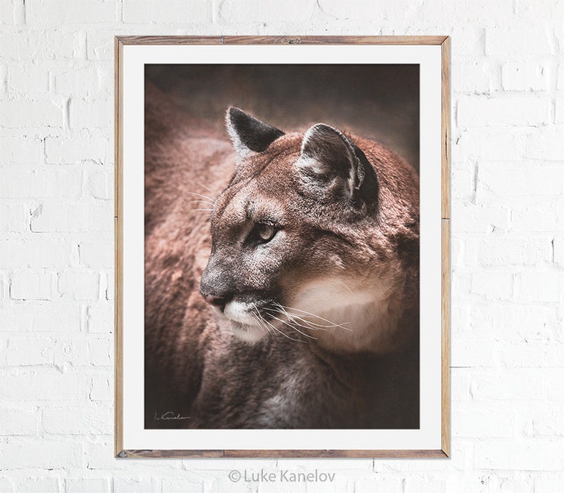 May include: A close-up portrait of a brown and white cougar with a soft, blurred background. The cougar's head is turned to the side, and its green eyes are looking off to the side. The cougar's fur is soft and fluffy, and its whiskers are visible.