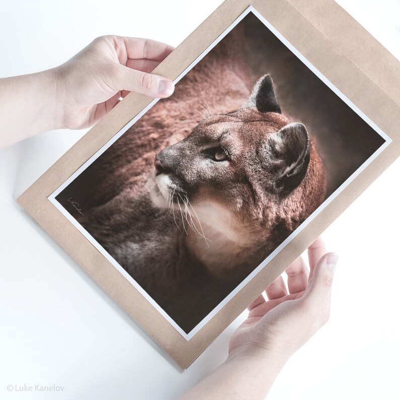 May include: A close-up of a brown and tan cougar's face. The cougar is looking to the left of the frame. The cougar's fur is soft and fluffy. The background is blurred and out of focus.