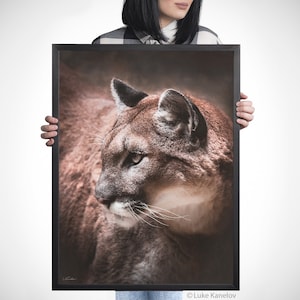 May include: A close-up of a brown and tan cougar's face, looking to the left. The cougar's fur is soft and fluffy, and its eyes are sharp and alert. The background is blurred, creating a sense of depth and mystery.