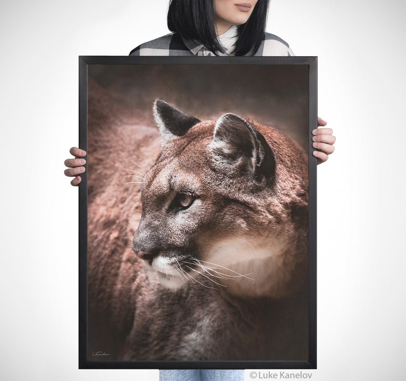 May include: A close-up of a brown and tan cougar's face, looking to the left. The cougar's fur is soft and fluffy, and its eyes are sharp and alert. The background is blurred, creating a sense of depth and mystery.