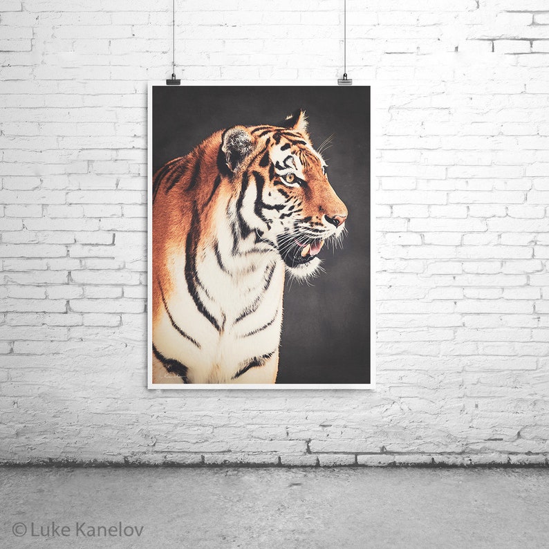 Tiger Home Decor Print Bengal Tiger Siberian Tiger Wild Etsy