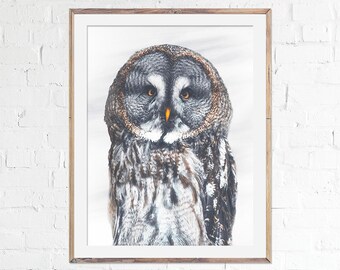 Impresión de búho gris, fotografía de búho, póster de aves, arte de búho, bellas artes, decoración de pared, decoración del hogar, regalo para amantes de las aves, fotografía de vida silvestre