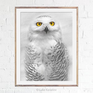 Snowy Owl Photography Print, Bird Poster, Owl Art, Fine Art, Wall Decor, Home Decoration, Bird Lover Gift, Wildlife photo
