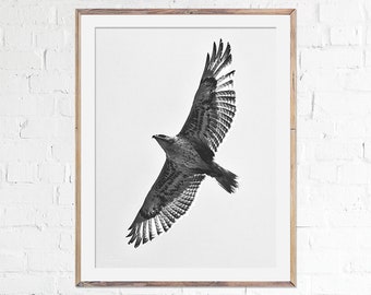 Hawk Photography Print, Fine Art Photography, Bird Lover Gift Idea, Wild, Eagle, Falcon, Black and White Bird, Wall Decor, Wilderness Art