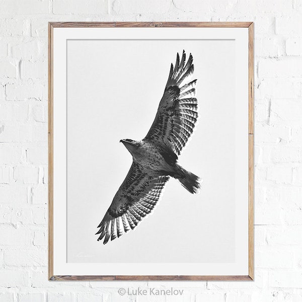 Hawk Photography Print, Fine Art Photography, Bird Lover Gift Idea, Wild, Eagle, Falcon, Black and White Bird, Wall Decor, Wilderness Art