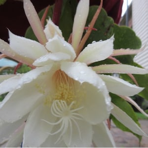Orchid Cactus Epiphyllum,  white Color  &quot;Queen of the Night&quot; Night Blooming   Rooted in 4&quot; Pots #1