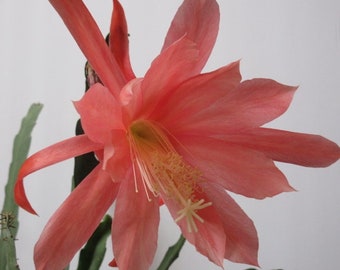 Orchid Cactus  Epiphyllum  Salmon color   5" pot 3 years old  Near Blooming Size