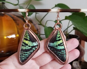 Madagascar Sunset Moth Earrings || Chrysiridia rhipheus || Real Moth Wings || Electroformed Insect Jewelry || 24k Rose Gold Vermeil Earwires