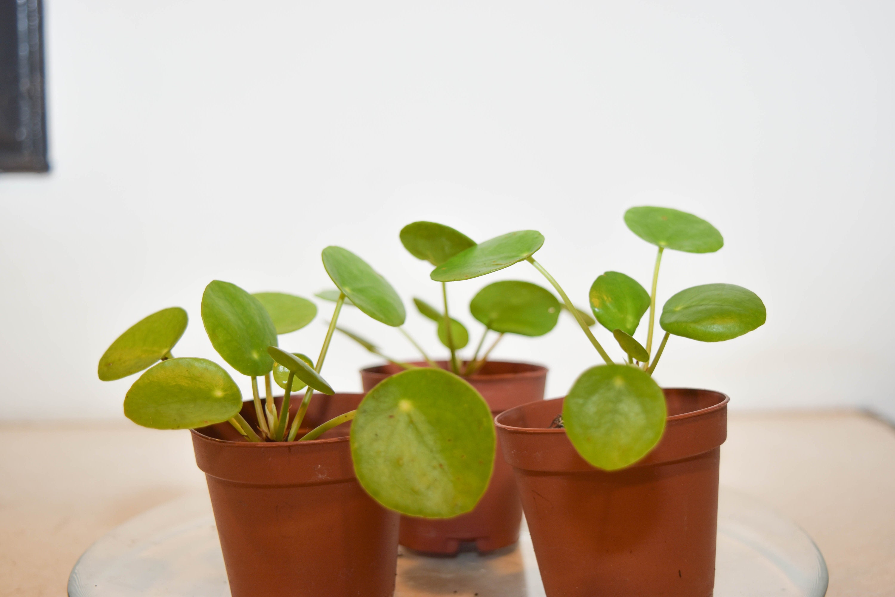 Pilea Peperomioides / Chinese Coin Money Plant - Etsy