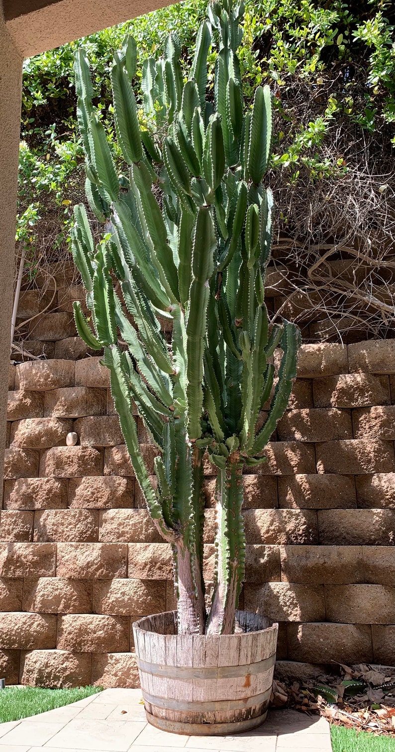 Huge Live Candelabra Potted Cactus Tree 12.5 Feet Tall Etsy