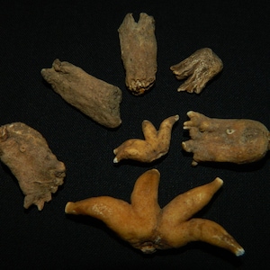 May include: An overhead shot displays several irregularly shaped, light brown objects against a black background. The objects vary in size and shape, some resembling small, weathered pieces of wood or organic matter. The lighting is soft, highlighting the textures and forms.