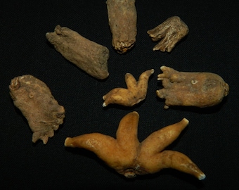 Lucky Hand Root - Five Finger Root - Salep Root - Please Read Disclaimer Before Purchase
