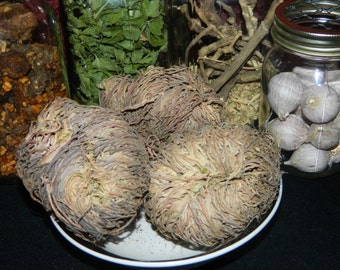 Rose of Jericho Plant - Resurrection Plant - Small to Medium in Size