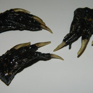 Alligator Paw - Small in Size