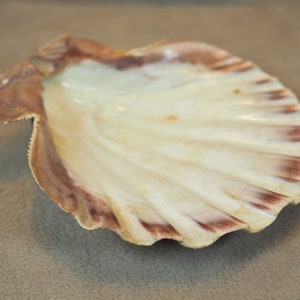 Puede incluir: Una concha grande, blanca con rayas marrones y rosadas. La concha es lisa y tiene un brillo ligeramente iridiscente.