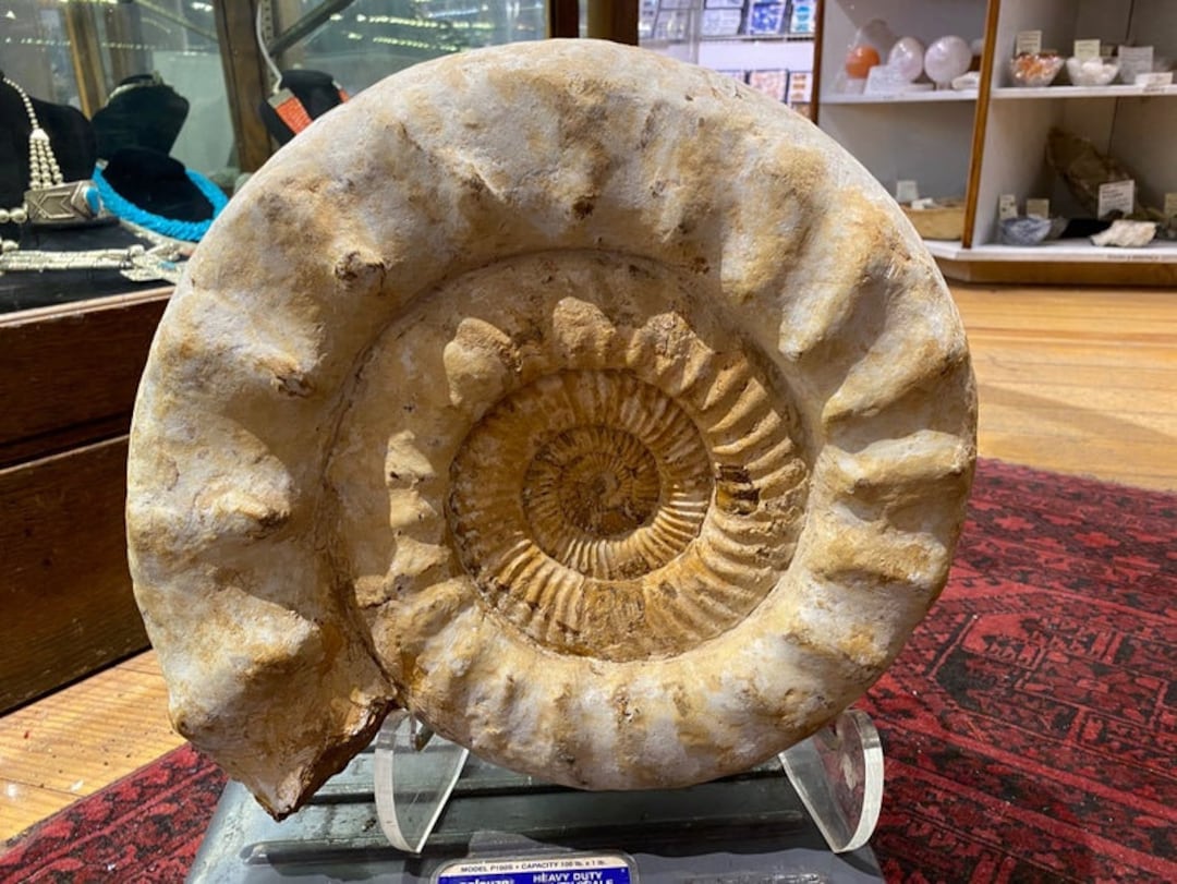 RARE XL Ammonite Fossil Display Natural Specimen Huge Extra Large  Madagascar Beautiful Raw Natural Rock Art Spiral White Design Designer -  Etsy