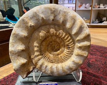Rare XL white Ammonite Fossil,  natural specimen, Madagascar, SHIPPING NOT Incl