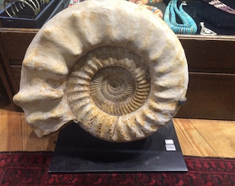 Rare XL white Ammonite Fossil, natural specimen, Madagascar, SHIPPING NOT Incl