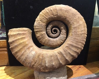 XL Moroccan Ammonite Fossil Specimen, Natural Rock Art Display, SHIPPING NOT Incl