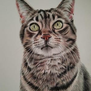 Colour pencil portraits, custom drawn - Any subject of your choice image 8