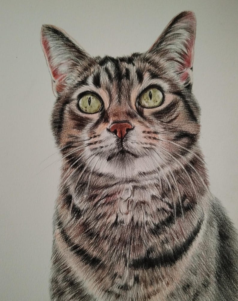 Colour pencil portraits, custom drawn - Any subject of your choice image 8