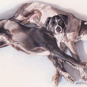 May include: A black and white dog lying on top of a brown and white dog. Both dogs are looking at the camera.
