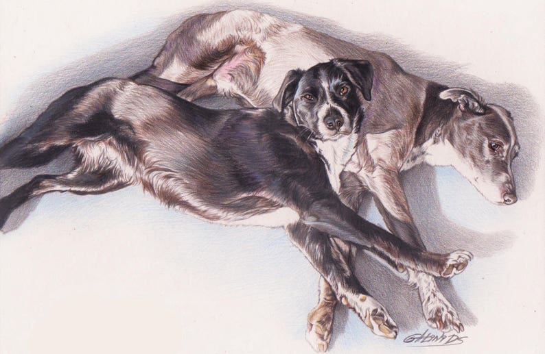 May include: A black and white dog lying on top of a brown and white dog. Both dogs are looking at the camera.