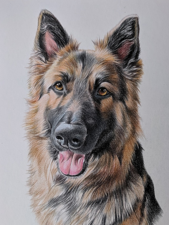 Colour pencil portraits, custom drawn - Any subject of your choice