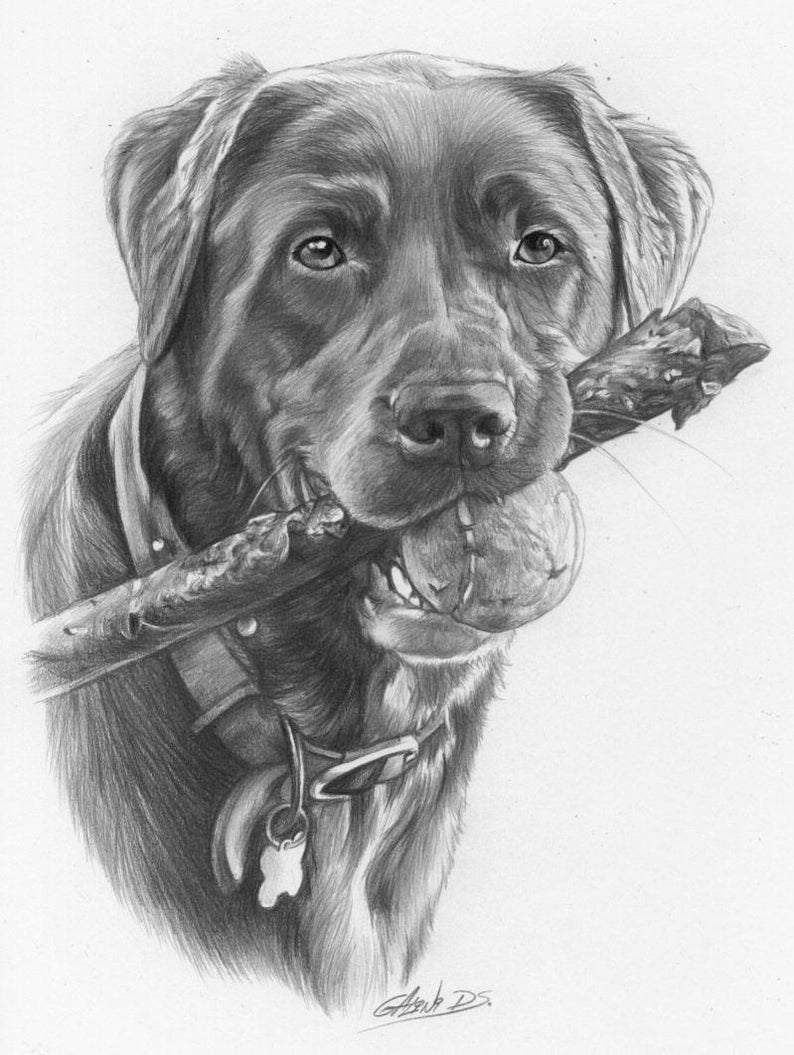 Custom drawn pencil portraits any subject of your choice image 4