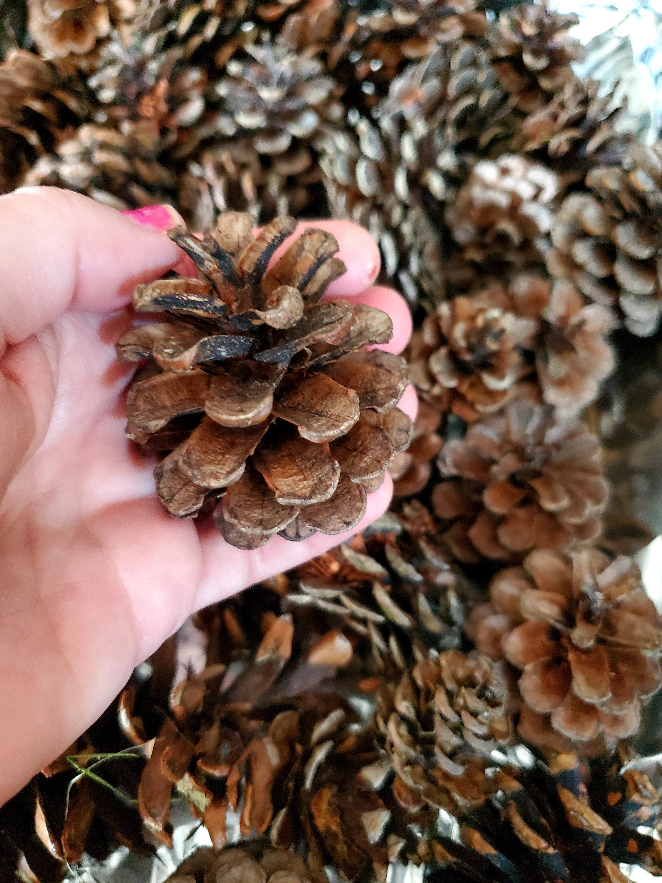 Cinnamon Scented Pine Cones with Cinnamon Sticks. Northern Etsy