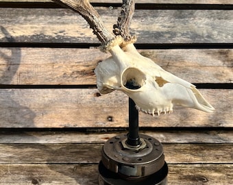 deer skull mounted on a decorative base crafted from repurposed scooter parts