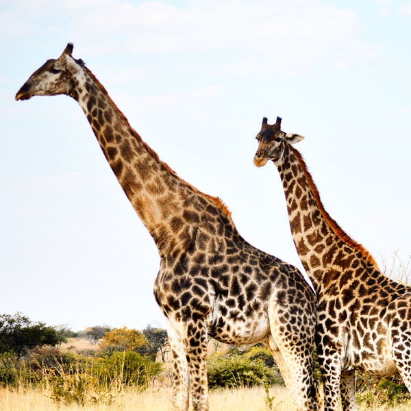 Giraffes Digital Download, African Safari, Nature Wildlife Photography, Wall Art, 2 Giraffes, Home Decor, Zimbabwe Wilderness, Wild Animal