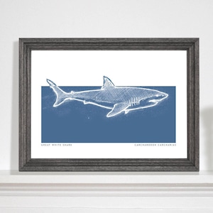 Great White Shark Art Print, Shark art print, Marine life drawing, Sea life print, Bathroom art print. A5, A4, A3