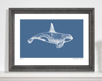 Orca Art Print, Killer Whale art print, Marine life drawing, Sea life print, Bathroom art print. A5, A4, A3