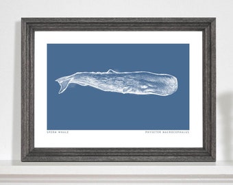 Sperm Whale Art Print, Whale art print, Marine life drawing, Sea life print, Bathroom art print. A5, A4, A3