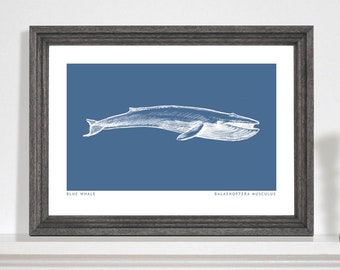 Blue Whale Art Print, Whale art print, Marine life drawing, Sea life print, Bathroom art print. A5, A4, A3