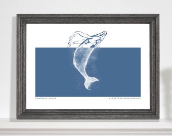 Humpback Whale Jumping Art Print, Whale art print, Marine life drawing, Sea life print, Bathroom art print. A5, A4, A3
