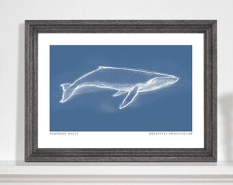Humpback Whale Art Print, Whale art print, Marine life drawing, Sea life print, Bathroom art print. A5, A4, A3
