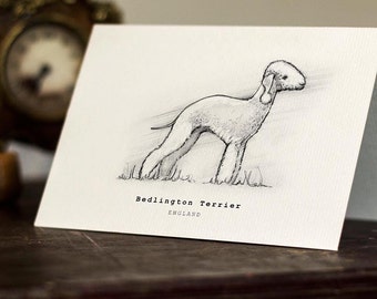 Bedlington Terrier Greeting Card -  Beautifully drawn print - quality card stock. FREE P&P for UK - FREE Personal Message