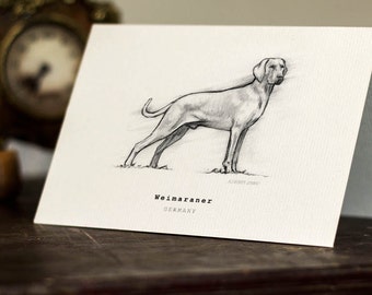 Weimaraner Greeting Card -  Beautifully drawn print - quality card stock. FREE P&P for UK - FREE Personal Message