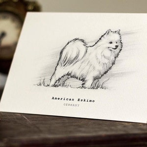 American Eskimo Greeting Card - Stampa splendidamente disegnata - cartoncino di qualità. P&P GRATIS per il Regno Unito - Messaggio personale GRATUITO