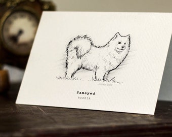 Samoyed Greeting Card -  Beautifully drawn print - quality card stock. FREE P&P for UK - FREE Personal Message