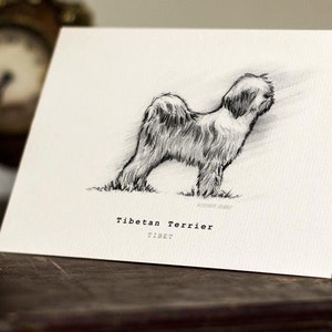 Tibetan Terrier Greeting Card Beautifully drawn print quality card stock. FREE P&P for UK FREE Personal Message image 1