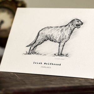 Irish Wolfhound Greeting Card -  Beautifully drawn print - quality card stock. FREE P&P for UK - FREE Personal Message