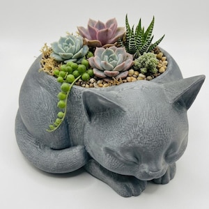 May include: A gray, cat-shaped planter with a textured surface, featuring a sleeping feline design. The planter is filled with a variety of small succulents, including green and purple rosettes, a trailing string of pearls, and a spiky zebra plant.