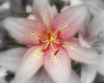 Lilies...Limited Edition Fine Art Original Photography Print, Art Print, Spring Flowers