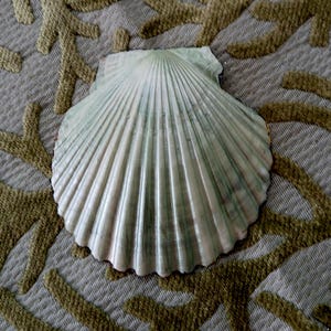 May include: A fan-shaped scallop shell featuring a series of radiating ridges extending from the hinge to the scalloped edge. The shell displays a pale off-white base color with subtle, vertical streaks of muted sage green throughout the surface.
