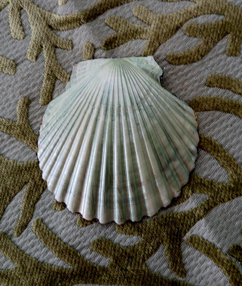 May include: A fan-shaped scallop shell featuring a series of radiating ridges extending from the hinge to the scalloped edge. The shell displays a pale off-white base color with subtle, vertical streaks of muted sage green throughout the surface.